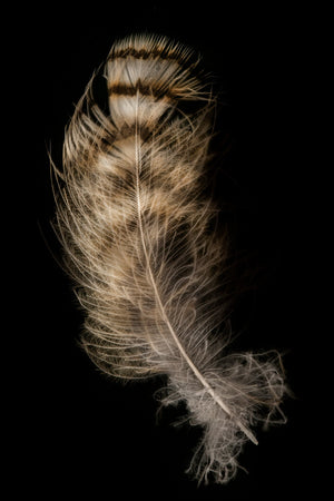 Hawk Feather