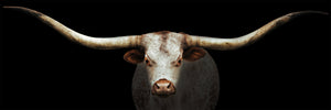 Longhorn 1 (Panoramic)