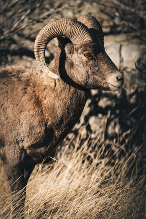 The Ram