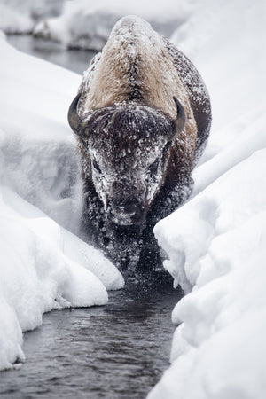 Ice Bison Cometh