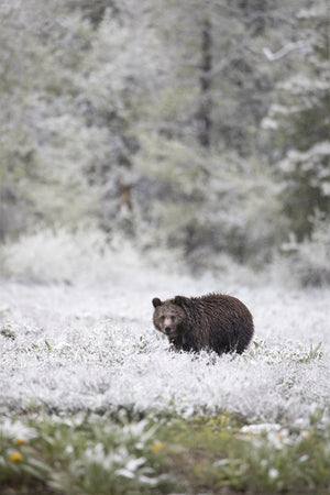 Grizzly in June